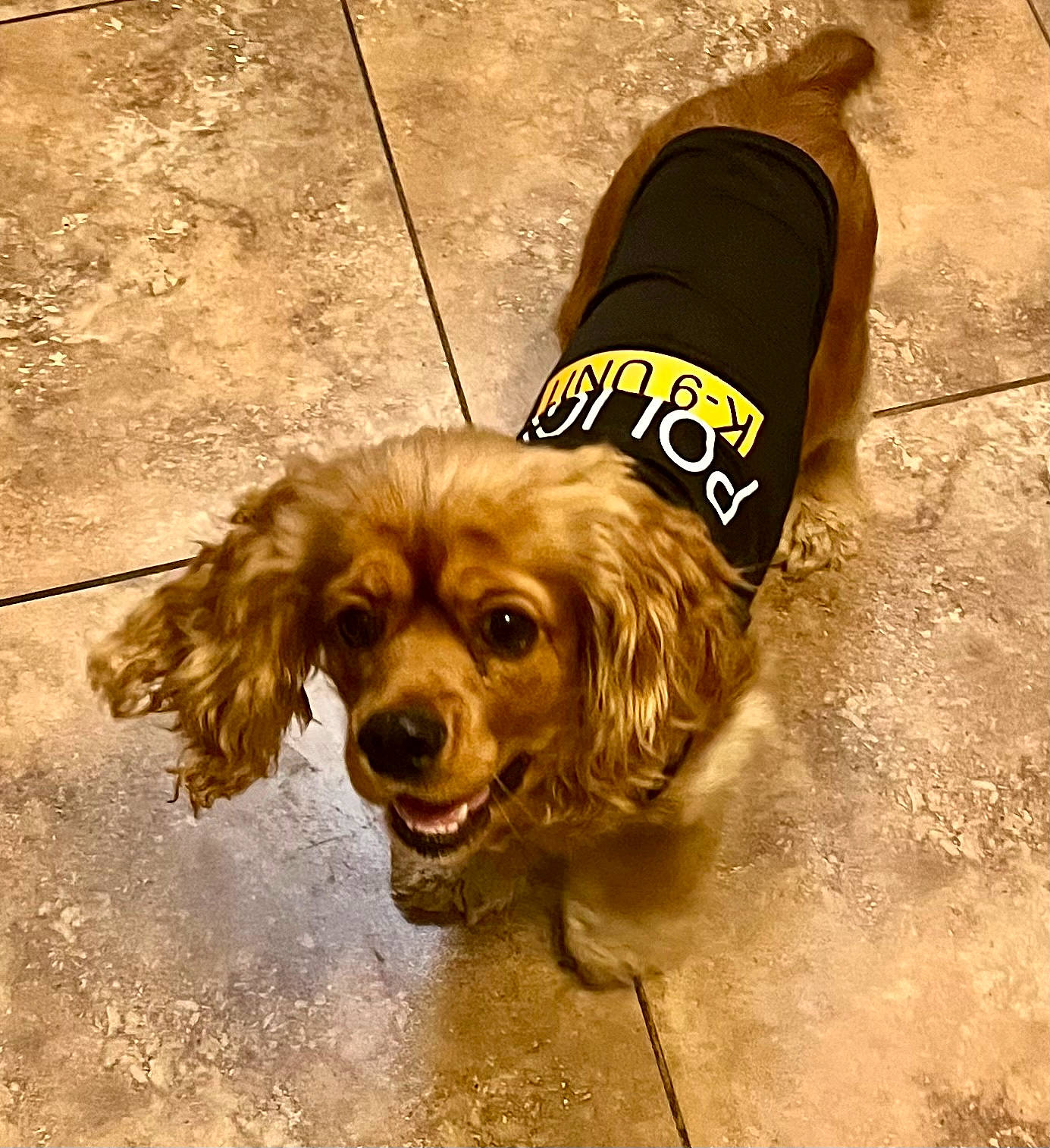 Cali is registered to the contest to win money with this photo: canidae, carnivore, companion_dog, dog, dog_breed, dog_supply, fawn, flooring, fur, gun_dog, leash, liver, pet_supply, road_surface, sidewalk, snout, soil, sporting_group, whiskers, working_animal