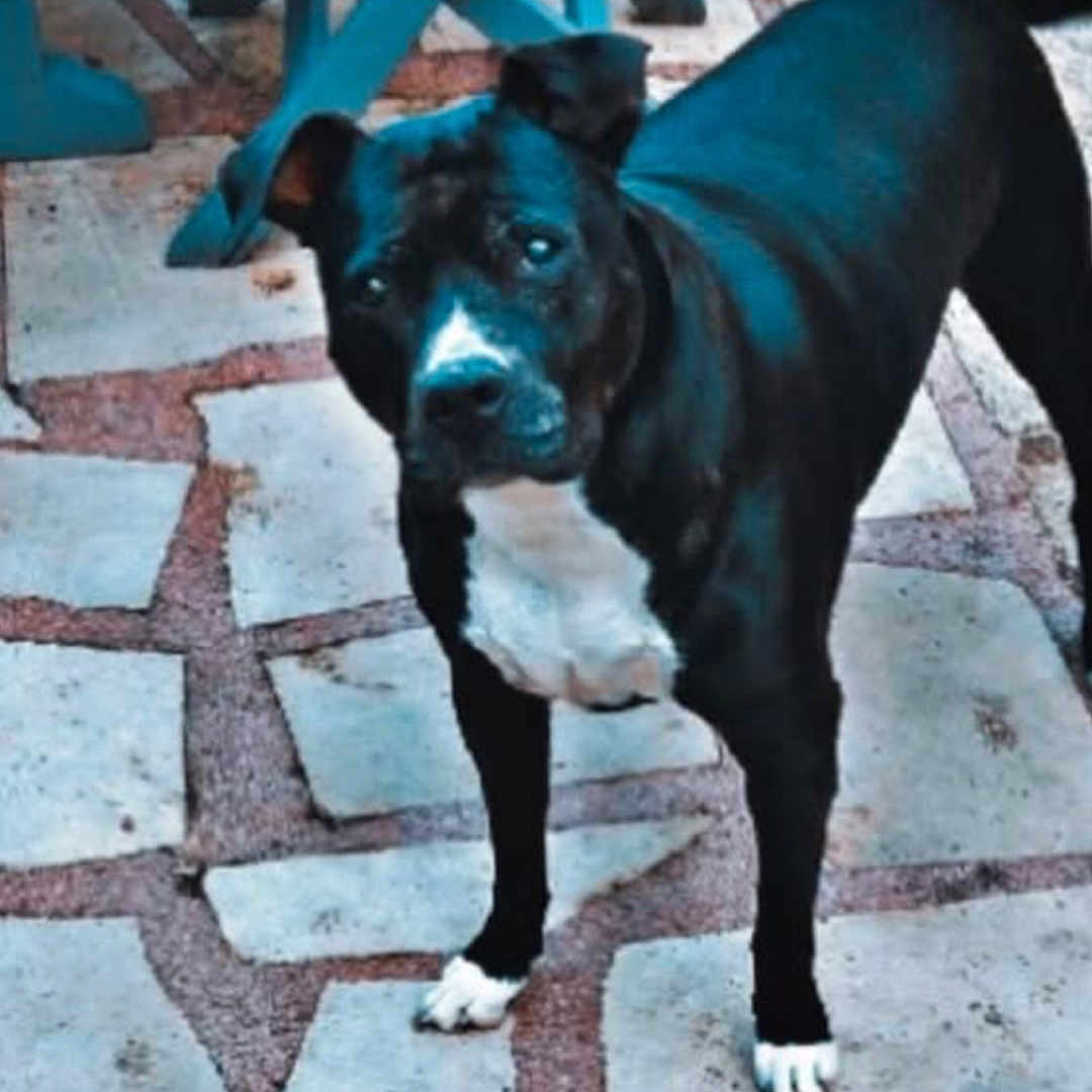 Jaya a rejoint le concours — aidez-le/la à gagner de superbes lots ! dog, black_dog, white_paws, outdoor, stone_pavement, blue_chair, pet, animal, curious, alert, standing, canine, paw, fur, ears, tail, daylight, backyard, looking, companion