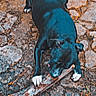 dog, black_dog, white_paws, stick, chewing, outdoor, stone_ground, cracked_surface, pet, animal, playful, canine, nature, daylight, focused, paw, snout, fur, muzzle, chew_toy