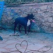 Jaya a rejoint le concours — aidez-le/la à gagner de superbes lots ! dog, black_dog, outdoor, stone_wall, pavement, greenery, tongue_out, pet, animal, garden, sunlight, happy, playful, heart_doodle, nature, daylight, canine, side_view, standing, fence