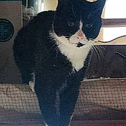 Rat joined the competition — help win amazing prizes! backlight, cat, closeup, face, feline, fur, grainy, indoor, ledge, paws, pet, pink_nose, portrait, shelf, sitting, stare, tuxedo_cat, whiskers, white_bib, window