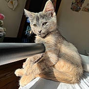 Yuki is registered to the contest to win money with this photo: animal, bed, cat, cozy, curious, cute, domestic, ears, feline, fur, indoor, kitten, paw, pet, relaxed, resting, soft, sunlight, whiskers, young