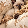 cat, kitten, siamese_cat, blue_eyes, animal, pet, feline, portrait, close_up, sitting, lounging, cushion, pillow, blanket, textile, fringe, indoor, cozy, brown, cream