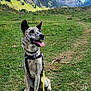 dog, brindle, canine, leash, yellow_leash, grass, trail, mountain, rocky_mountain, outdoor, nature, sky, sunny, happy_dog, sitting, collar, harness, tongue_out, adventure, scenic