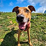dog, canine, pet, animal, grass, outdoor, nature, sky, clouds, happy, tongue_out, nose, ears, collar, smiling, daylight, greenery, hill, playful, sunlight