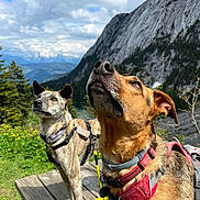 Eko Et Iluh participe au concours pour gagner de l'argent avec cette photo : dog, outdoor, mountain, nature, sky, clouds, wooden_platform, greenery, rock, hiking, pet, animal, leash, collar, fur, daylight, scenery, adventure, canine, landscape