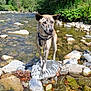 dog, river, rocks, water, nature, outdoor, canine, brindle, animal, forest, sunlight, stream, leaves, wet, collar, daylight, greenery, shallow_water, playful, adventure