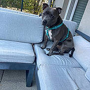 Aiko a rejoint le concours — aidez-le/la à gagner de superbes lots ! dog, gray_dog, teal_harness, outdoor, sofa, cushion, patio, fence, tree, leafy_background, concrete_floor, modern_furniture, pet, sitting, curious, animal, house_wall, window, daylight, calm