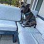 dog, gray_dog, teal_harness, outdoor, sofa, cushion, patio, fence, tree, leafy_background, concrete_floor, modern_furniture, pet, sitting, curious, animal, house_wall, window, daylight, calm