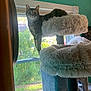 Cattail is registered to the contest to win money with this photo: cat, tabby, cat_tree, window, indoor, furniture, fluffy, sunlight, greenery, curious, pet, animal, home, daylight, plant, tree, soft_texture, cozy, looking, perched