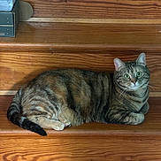 Cattail is registered to the contest to win money with this photo: cat, tabby, stairs, wood, animal, pet, feline, domestic_cat, lying_down, curious, indoor, whiskers, ears, tail, paws, striped, relaxed, resting, house, wooden