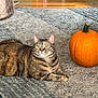 Cattail joined the competition — help win amazing prizes! animal, autumn, cat, cozy, curious, domestic_cat, ears, floor, fur, green_eyes, home, indoor, orange, pet, pumpkin, relaxed, rug, still_life, tabby_cat, whiskers