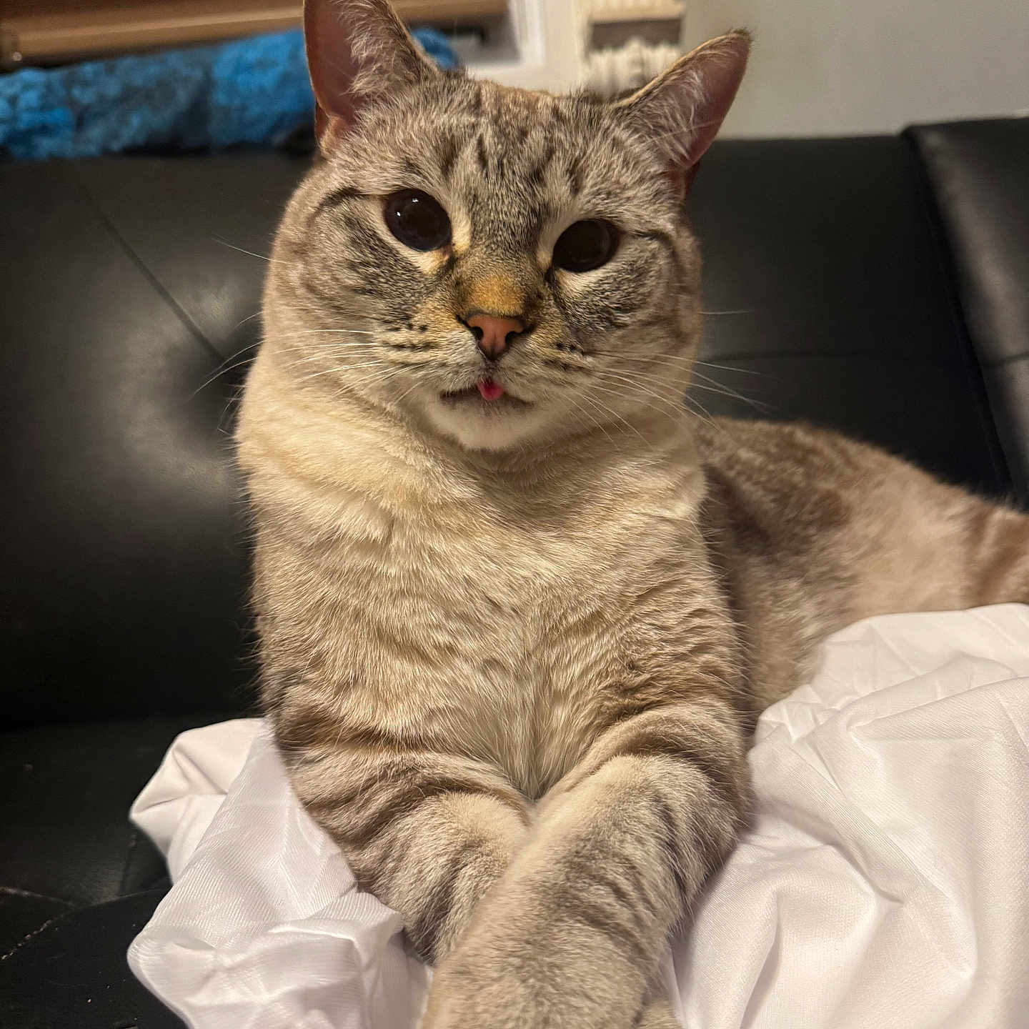 Ozzy joined the competition — help win amazing prizes! animal, cat, close_up, couch, curious, domestic_cat, ears, feline, furry, indoor, leather, paws_crossed, pet, portrait, relaxed, striped_fur, tongue_out, whiskers, white_cloth, wide_eyes