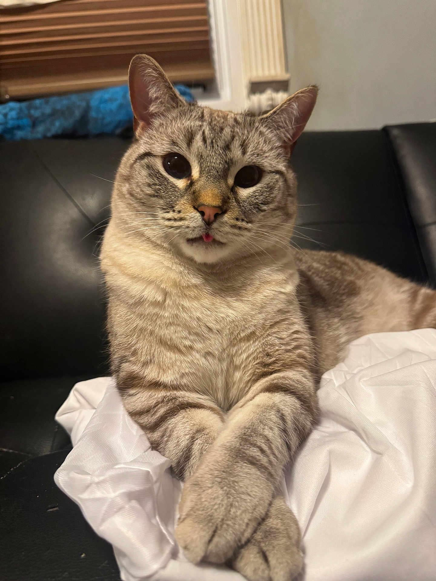 Ozzy joined the competition — help win amazing prizes! cat, feline, pet, animal, striped_fur, tongue_out, paws_crossed, couch, leather, white_cloth, indoor, curious, relaxed, close_up, portrait, whiskers, ears, wide_eyes, domestic_cat, furry