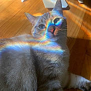 Ozzy is registered to the contest to win money with this photo: cat, animal, indoor, wooden_floor, rainbow_light, prism, feline, pet, striped_fur, relaxed, colorful, whiskers, ears, closeup, mammal, laying_down, cute, soft_fur, domestic_cat, sunlight