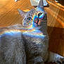 cat, animal, indoor, wooden_floor, rainbow_light, prism, feline, pet, striped_fur, relaxed, colorful, whiskers, ears, closeup, mammal, laying_down, cute, soft_fur, domestic_cat, sunlight