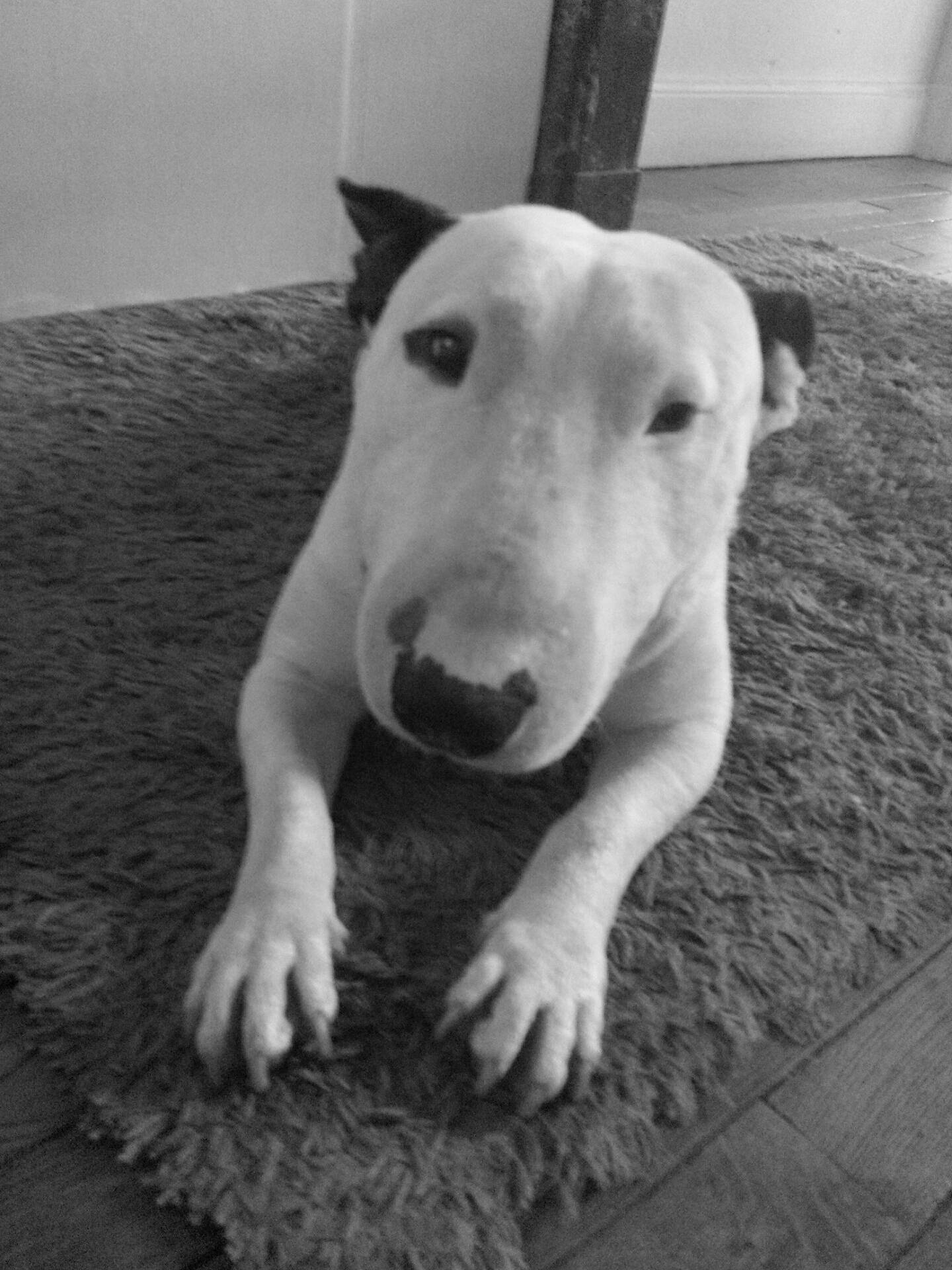 Narco a rejoint le concours — aidez-le/la à gagner de superbes lots ! black_and_white, bull_and_terrier, bull_terrier, bull_terrier_miniature, bulldog, canidae, carnivore, dog, dog_breed, dogo_argentino, english_white_terrier, fawn, gull_terr, mammal, non_sporting_group, nose, old_english_terrier, snout, terrier, vertebrate