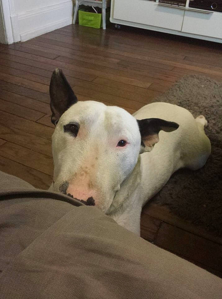 Narco a rejoint le concours — aidez-le/la à gagner de superbes lots ! bull_and_terrier, bull_terrier, bull_terrier_miniature, canidae, carnivore, dog, dog_breed, ear, english_white_terrier, fawn, gull_terr, mammal, non_sporting_group, nose, old_english_terrier, snout, vertebrate