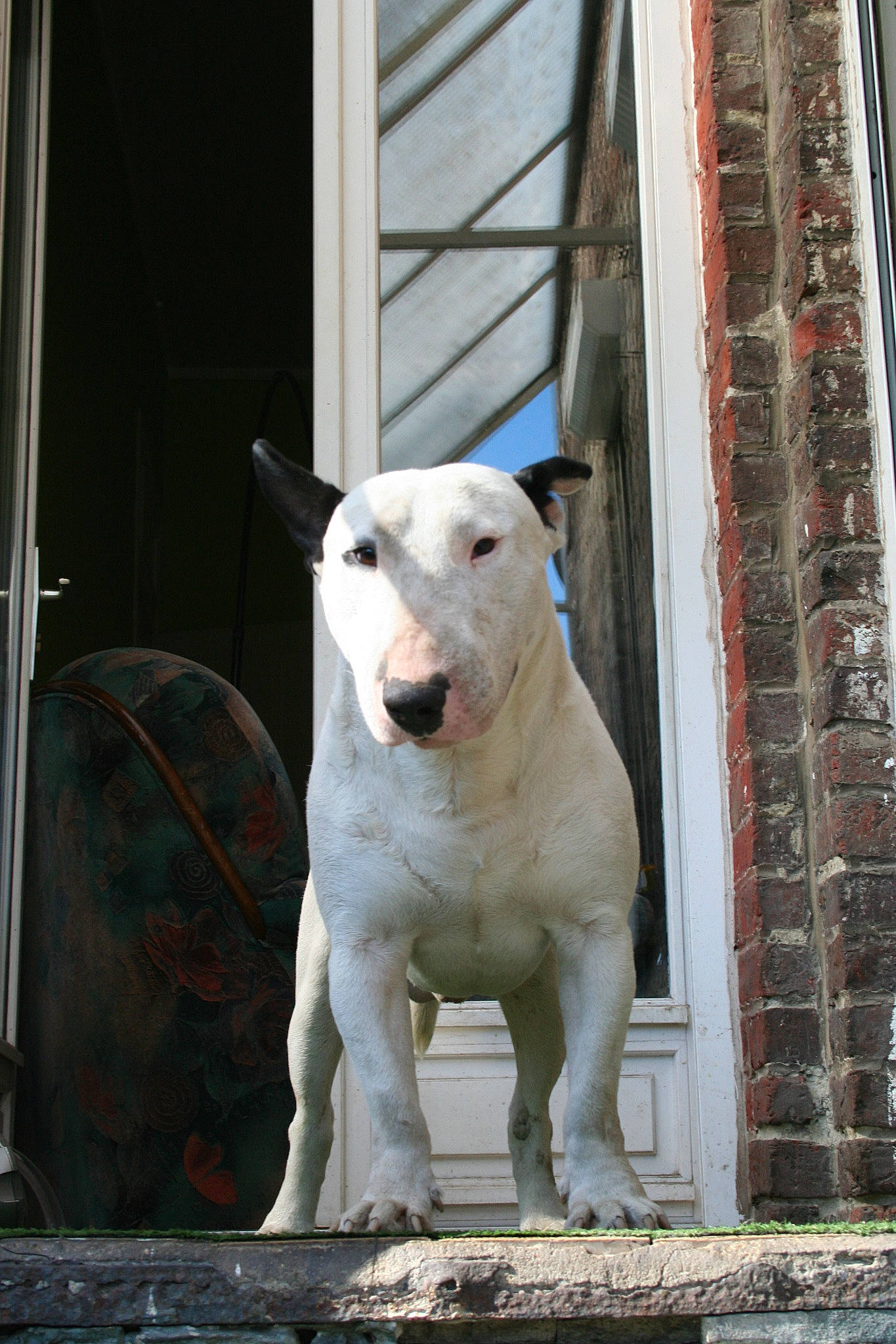 Narco participe au concours pour gagner de l'argent avec cette photo : bull_and_terrier, bull_terrier, bull_terrier_miniature, bulldog, bully_kutta, canidae, carnivore, dog, dog_breed, dogo_argentino, english_white_terrier, fawn, gull_terr, mammal, non_sporting_group, old_english_terrier, rare_breed_dog, snout, terrier, vertebrate