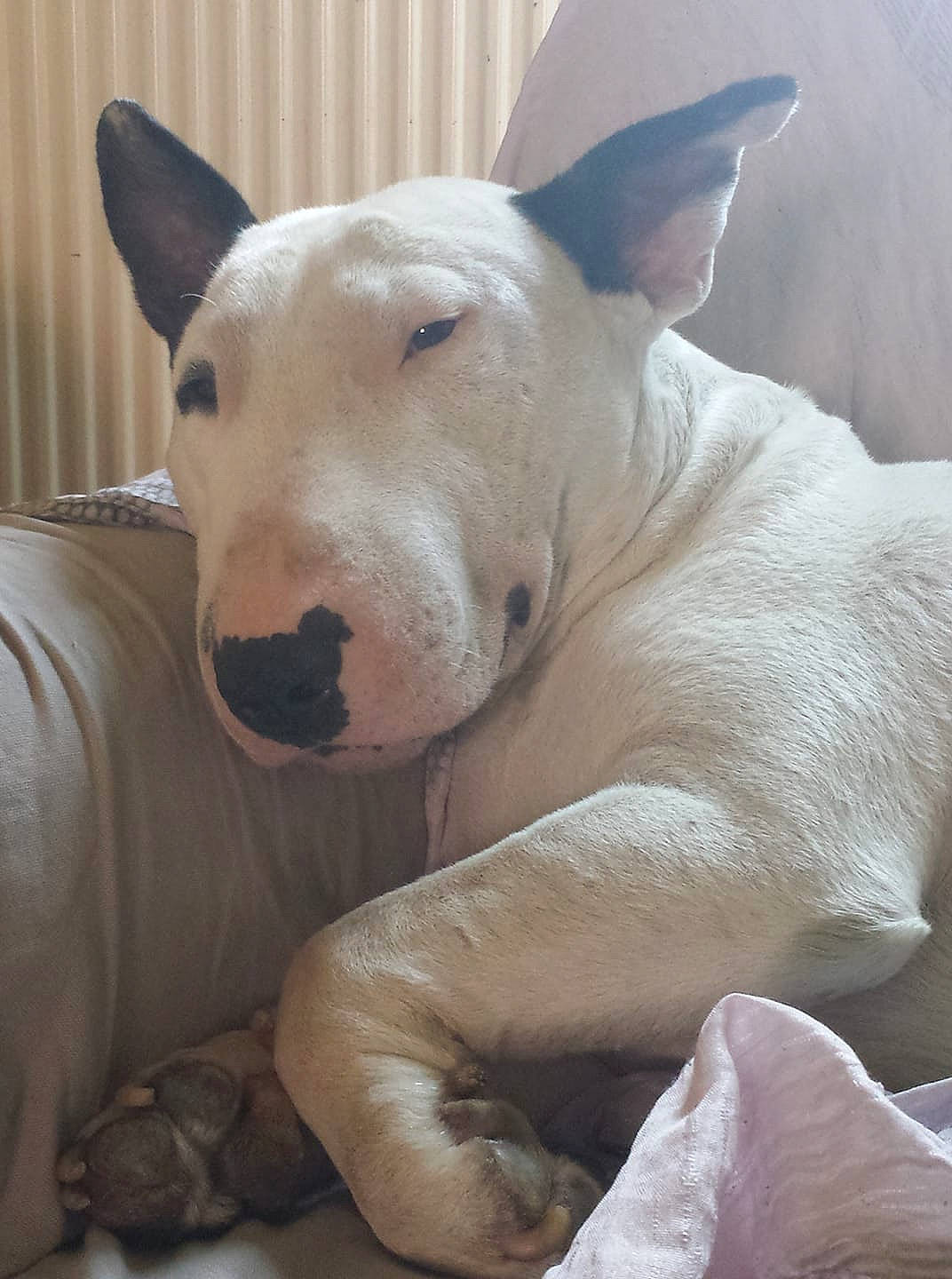 Narco participe au concours pour gagner de l'argent avec cette photo : bull_and_terrier, bull_terrier, bull_terrier_miniature, canidae, carnivore, cordoba_fighting_dog, dog, dog_breed, dogo_argentino, english_white_terrier, fawn, gull_terr, mammal, non_sporting_group, old_english_terrier, rare_breed_dog, snout, terrier, vertebrate