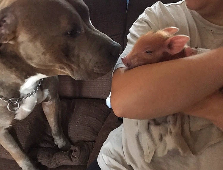 Avery joined the competition — help win amazing prizes! canidae, carnivore, collar, comfort, companion_dog, dog, dog_breed, dog_collar, fawn, leash, liver, love, nail, pest, pet_supply, skin, snout, sporting_group, vertebrate, working_animal