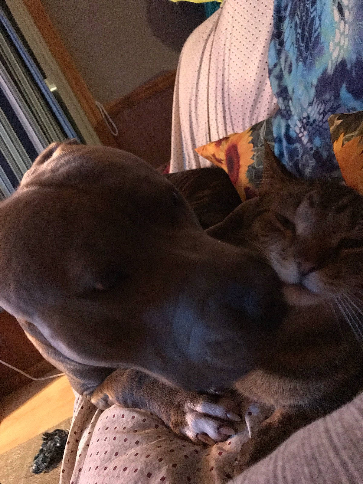 Avery is registered to the contest to win money with this photo: canidae, carnivore, cat, comfort, companion_dog, dog, dog_breed, fawn, felidae, home_accessories, lamp, lampshade, liver, mammal, small_to_medium_sized_cats, snout, terrestrial_animal, vertebrate, whiskers, working_animal