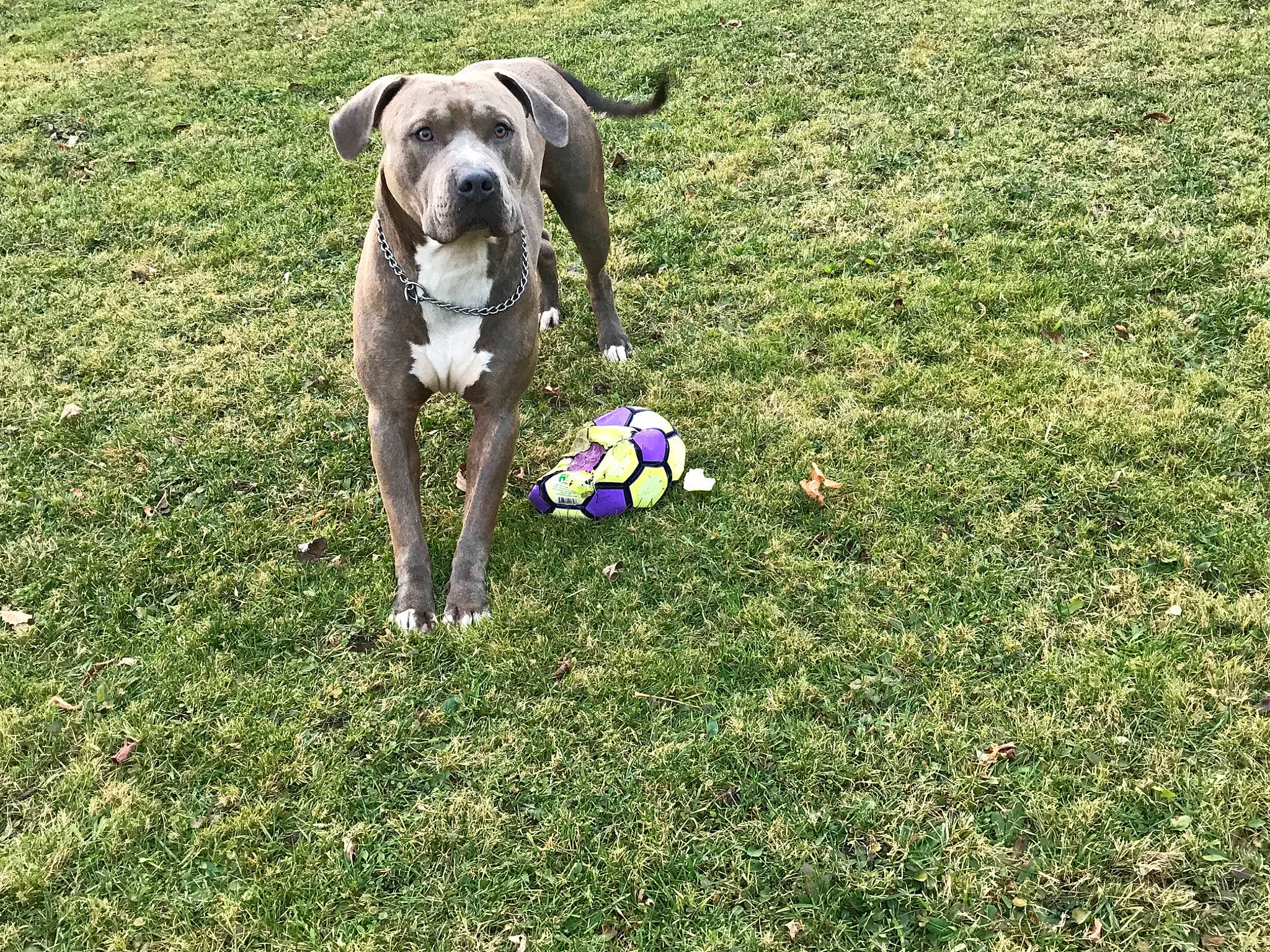 Avery joined the competition — help win amazing prizes! ball, canidae, carnivore, companion_dog, dog, dog_breed, dog_supply, dog_toy, grass, groundcover, lawn, molosser, non_sporting_group, old_english_bulldog, puppy, sporting_group, working_animal, working_dog