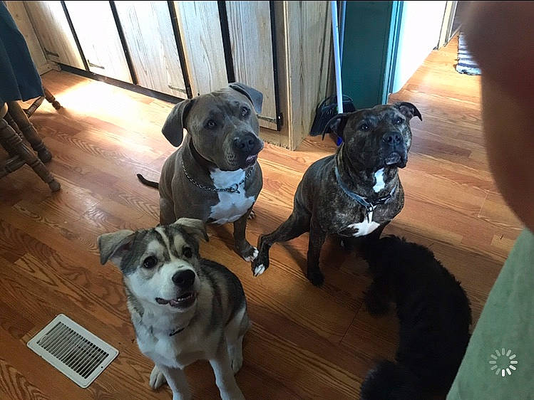 Avery joined the competition — help win amazing prizes! canidae, carnivore, collar, companion_dog, dog, dog_breed, dog_collar, dog_supply, fawn, floor, flooring, laminate_flooring, pet_supply, snout, sporting_group, tail, whiskers, wood_flooring, working_animal, working_dog