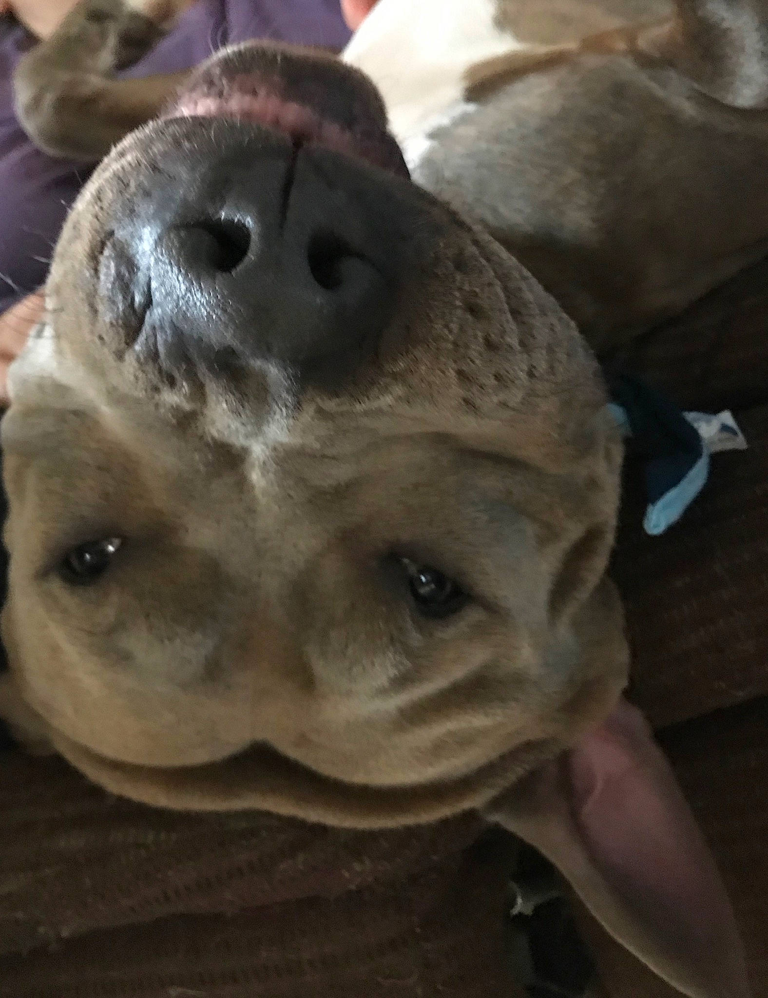 Avery is registered to the contest to win money with this photo: canidae, carnivore, companion_dog, dog, dog_breed, fawn, pet_supply, snout, terrestrial_animal, vertebrate, whiskers, working_animal, working_dog