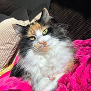 Deja is registered to the contest to win money with this photo: animal, calico, cat, closeup, cozy, cushion, cute, feline, fluffy, fur, home, indoor, pet, pink_blanket, portrait, relaxed, sleepy, soft, sunlight, whiskers