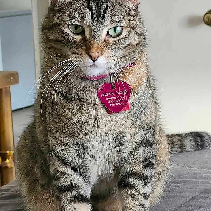 Kittygirl