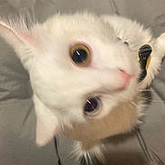 Faye is registered to the contest to win money with this photo: animal, blue_eye, blurred, cat, close_up, curious, cute, domestic_cat, feline, fur, fur_texture, head_tilt, heterochromia, indoor, pet, portrait, soft_light, whiskers, white_cat, yellow_eye