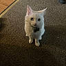 Faye is registered to the contest to win money with this photo: animal, box, carpet, cat, curious, cute, domestic, floor, furniture, furry, household, indoor, kitten, light_shadow, looking_up, pet, shoes, small, white_cat, young_cat