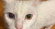 Faye is registered to the contest to win money with this photo: animal, cat, close_up, curious, domestic_cat, eyes, face, feline, floor, fur, heterochromia, indoor, looking_up, one_eye_blue, one_eye_yellow, pet, portrait, whiskers, white_cat, wooden_floor