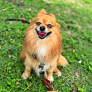 Oso joined the competition — help win amazing prizes! dog, pomeranian, grass, outdoor, pet, happy, fluffy, tongue_out, animal, canine, nature, smiling, sitting, leash, fur, portrait, cute, small_dog, background_blur, sunlight