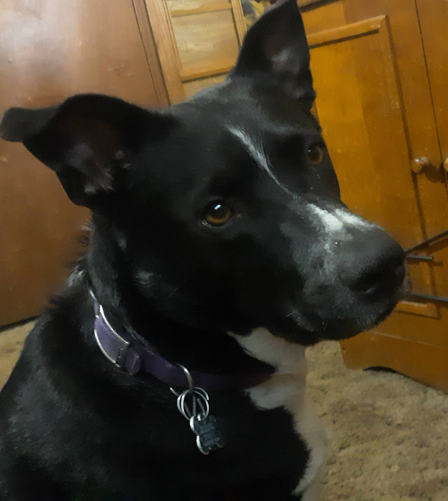 Fang is registered to the contest to win money with this photo: borador, canidae, carnivore, collar, companion_dog, dog, dog_breed, dog_collar, door, fashion_accessory, guard_dog, non_sporting_group, pet_supply, sporting_group, terrestrial_animal, whiskers, working_animal, working_dog