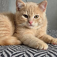 Garfeild participe au concours pour gagner de l'argent avec cette photo : kitten, cat, animal, pet, feline, cute, fluffy, orange_cat, indoor, resting, paw, whiskers, closeup, young, domestic_cat, soft, blanket, striped, comfort, relaxed