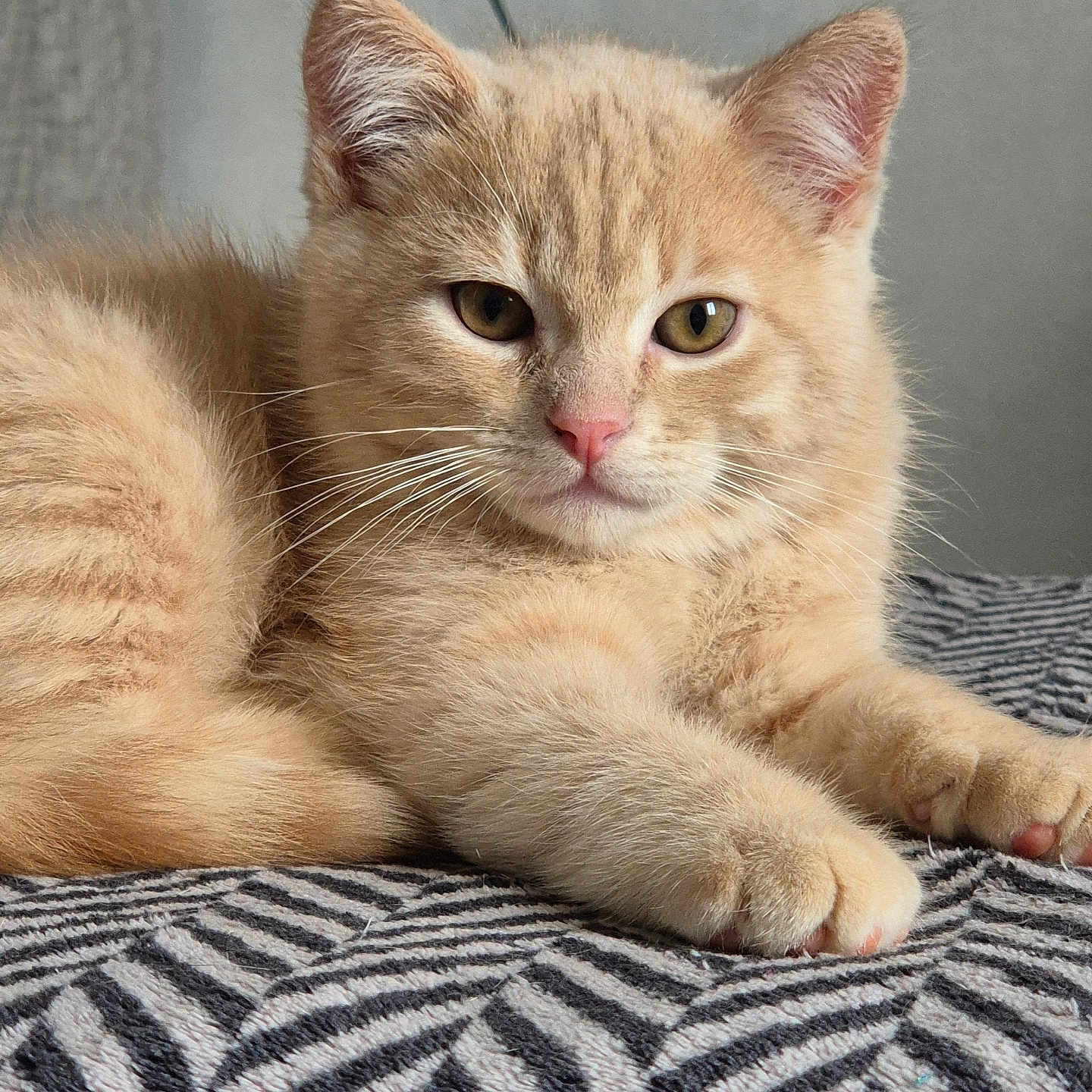 Garfeild participe au concours pour gagner de l'argent avec cette photo : animal, blanket, cat, closeup, comfort, cute, domestic_cat, feline, fluffy, indoor, kitten, orange_cat, paw, pet, relaxed, resting, soft, striped, whiskers, young