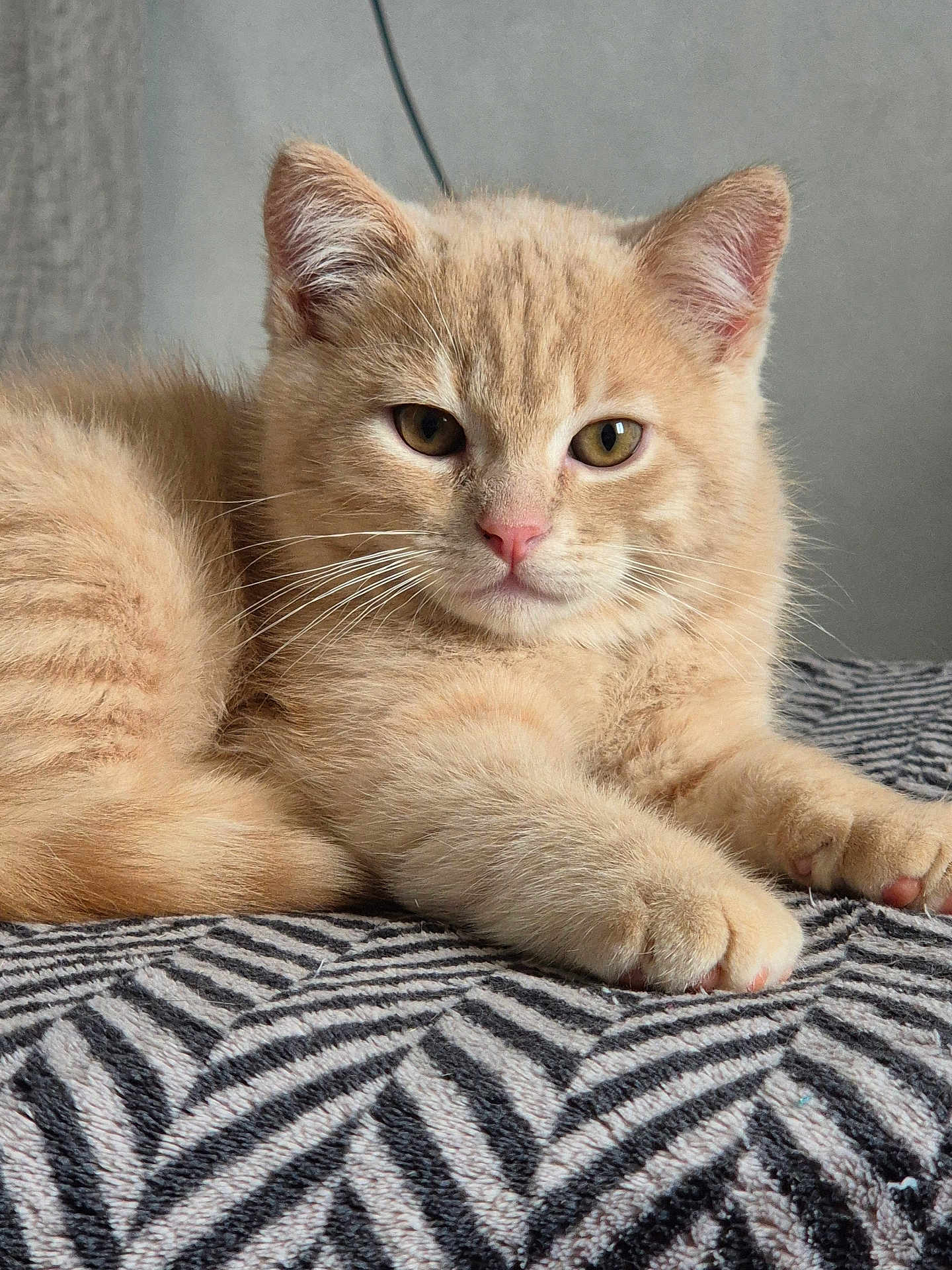 Garfeild participe au concours pour gagner de l'argent avec cette photo : kitten, cat, animal, pet, feline, cute, fluffy, orange_cat, indoor, resting, paw, whiskers, closeup, young, domestic_cat, soft, blanket, striped, comfort, relaxed