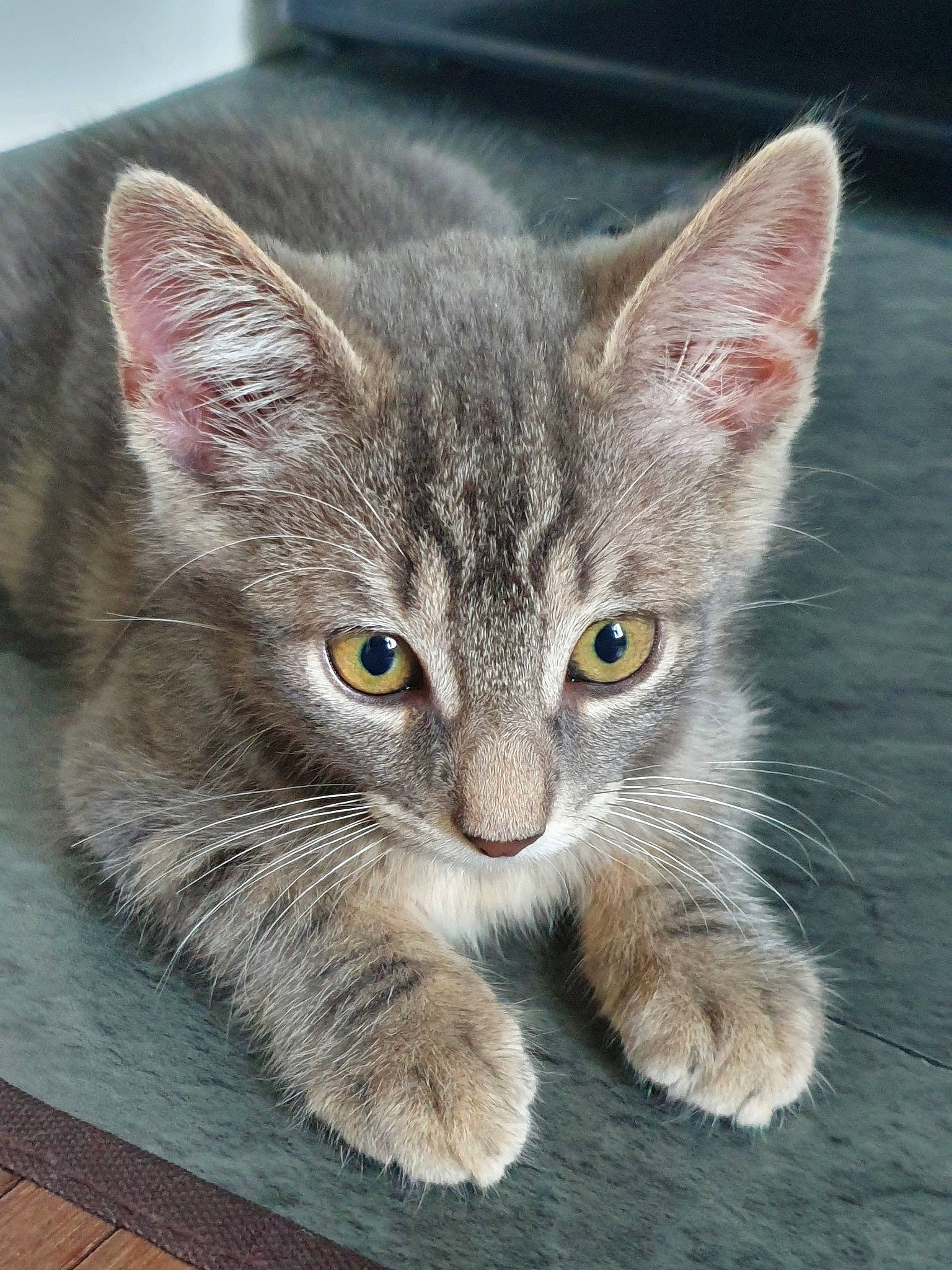 Diablo participe au concours pour gagner de l'argent avec cette photo : aegean_cat, american_wirehair, asian, australian_mist, carnivore, cat, domestic_short_haired_cat, dragon_li, ear, european_shorthair, eye, felidae, kitten, mammal, polydactyl_cat, small_to_medium_sized_cats, snout, tabby_cat, vertebrate, whiskers