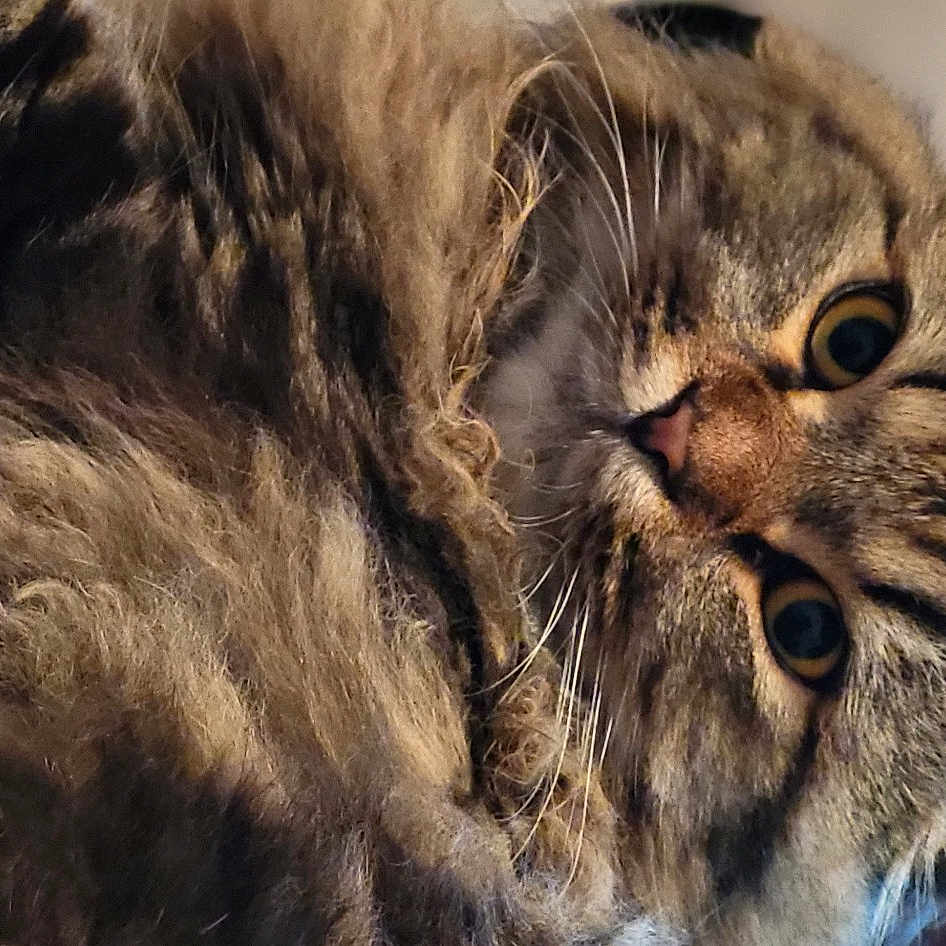 Tor