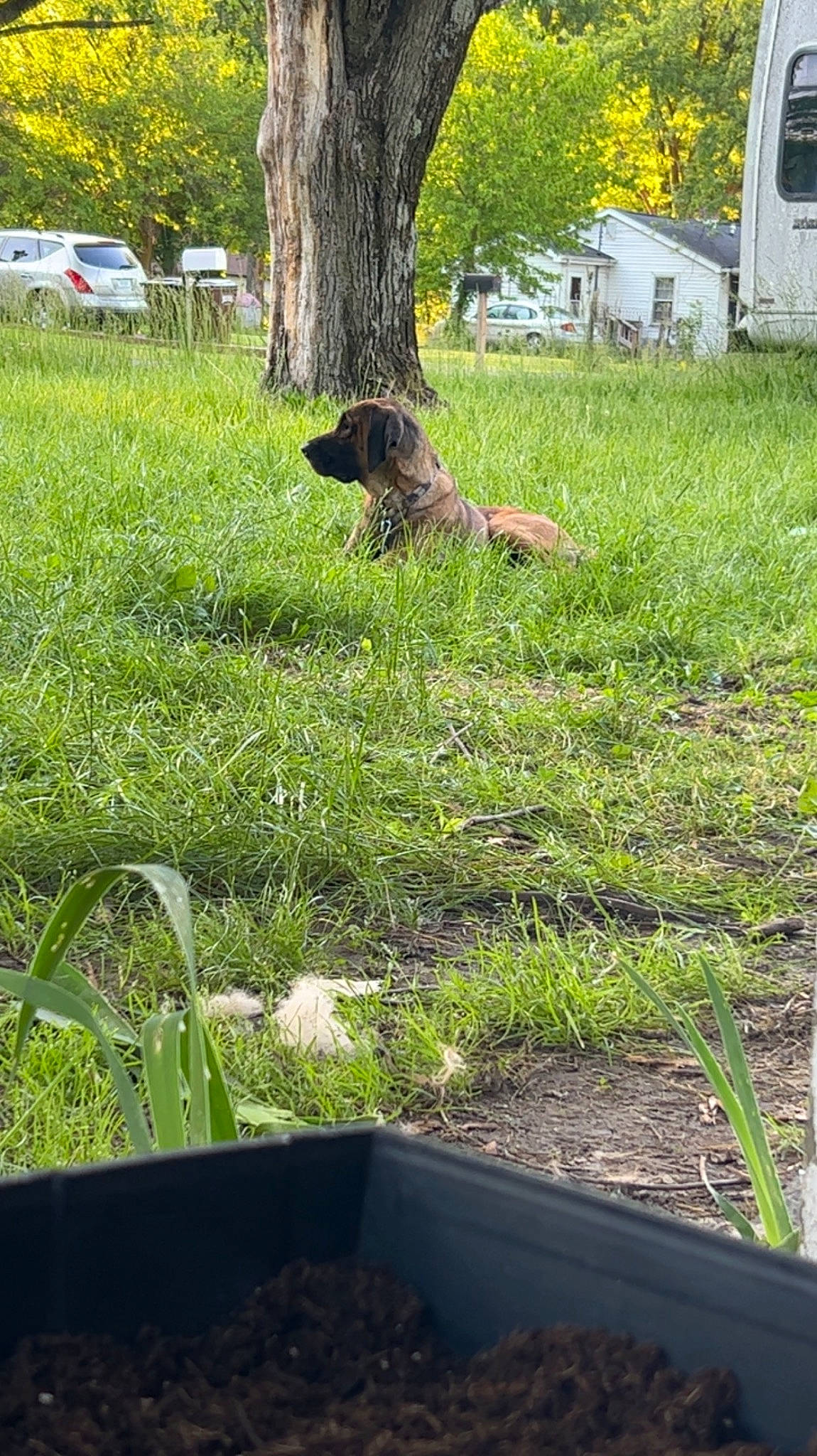 Hank is registered to the contest to win money with this photo: carnivore, companion_dog, dog, dog_breed, garden, grass, grass_family, grassland, groundcover, landscape, landscaping, lawn, leaf, plant, shade, shrub, spring, tree, trunk, window