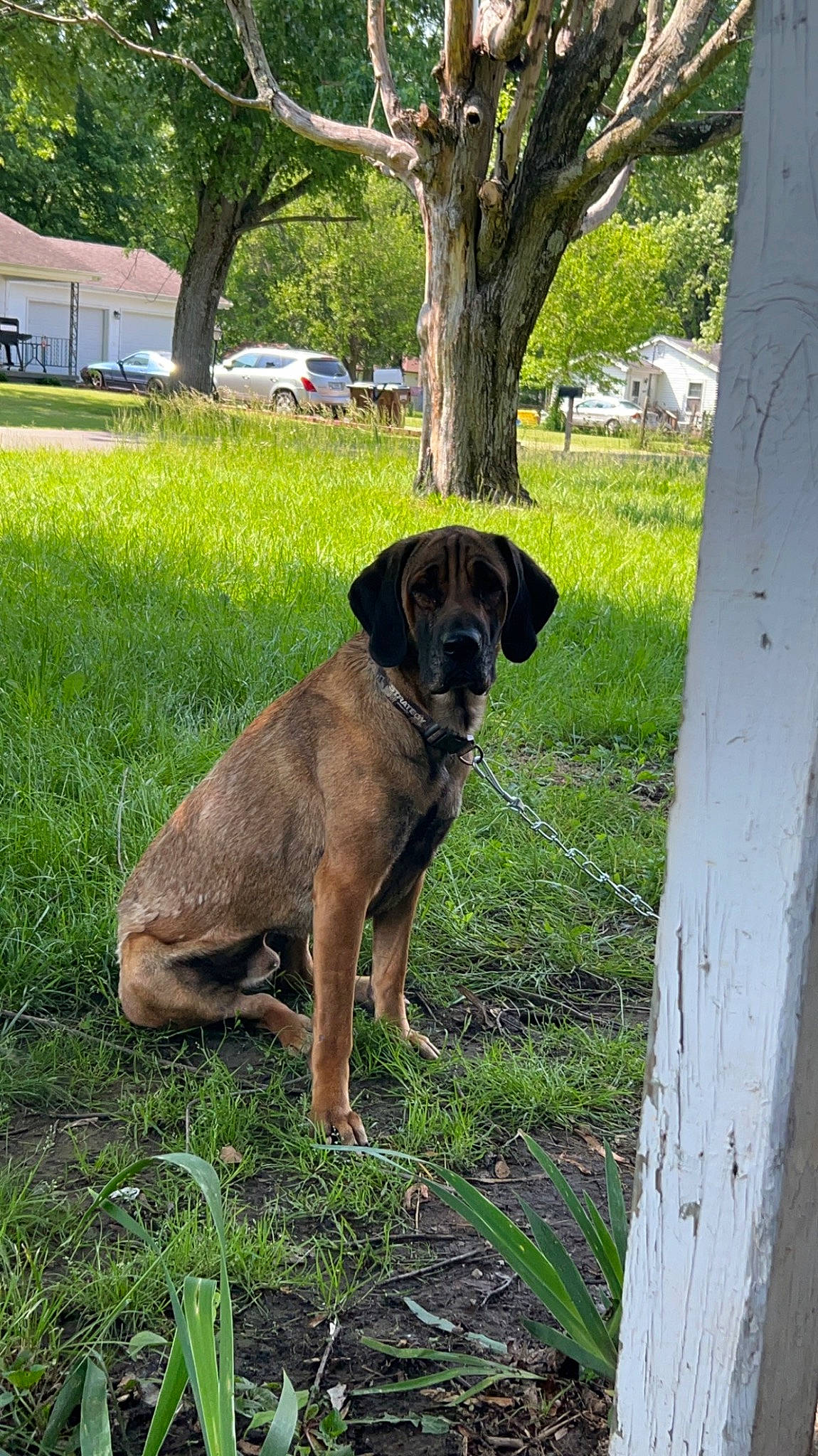 Hank is registered to the contest to win money with this photo: canidae, carnivore, collar, companion_dog, dog, dog_breed, dog_collar, fawn, fence, grass, guard_dog, gun_dog, liver, plant, sporting_group, tail, terrestrial_animal, tree, working_animal, working_dog