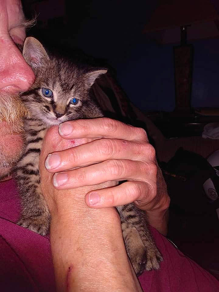 Misty joined the competition — help win amazing prizes! bird, carnivore, cat, claw, domestic_short_haired_cat, felidae, finger, fur, gesture, hand, human_leg, nail, paw, small_to_medium_sized_cats, terrestrial_animal, thumb, whiskers, wildlife, wildlife_biologist, wrist