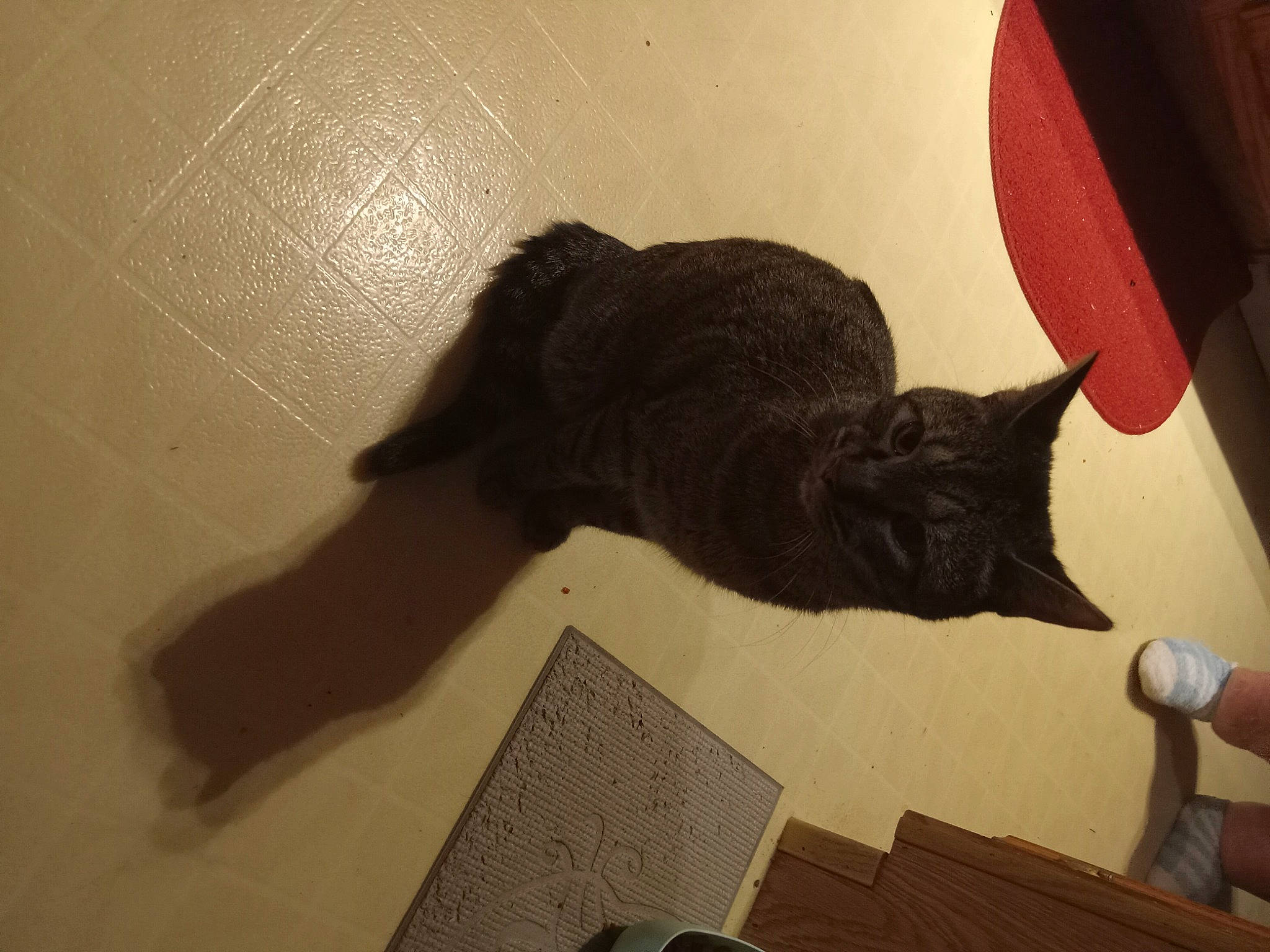 Misty is registered to the contest to win money with this photo: black_cat, carnivore, cat, comfort, domestic_short_haired_cat, felidae, flooring, fur, hardwood, human_leg, room, shadow, small_to_medium_sized_cats, tail, tints_and_shades, watch, whiskers, wood