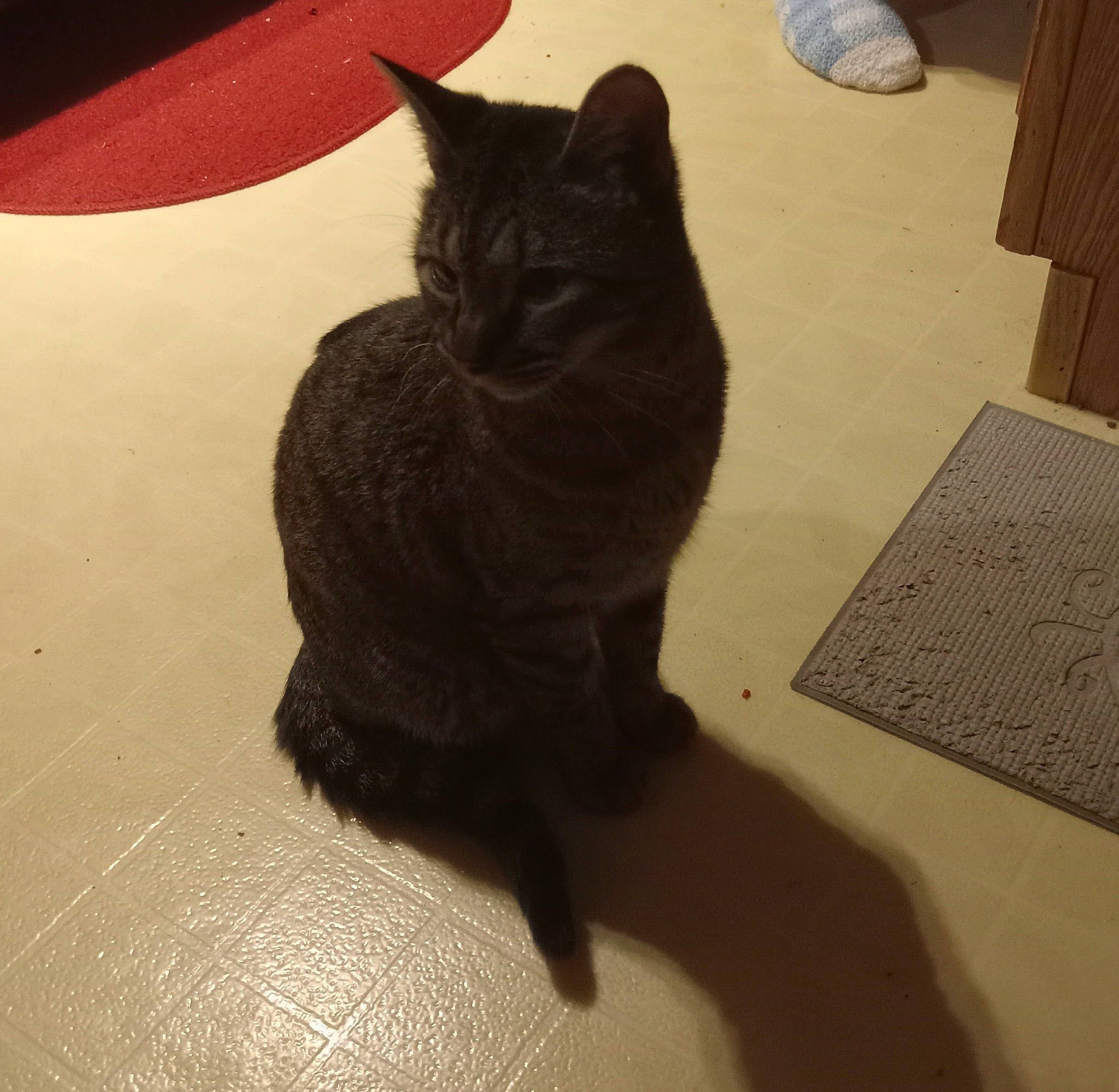 Misty joined the competition — help win amazing prizes! carmine, carnivore, cat, claw, comfort, domestic_short_haired_cat, felidae, floor, flooring, fur, grey, hardwood, mammal, paw, small_to_medium_sized_cats, snout, tail, tints_and_shades, whiskers, wood