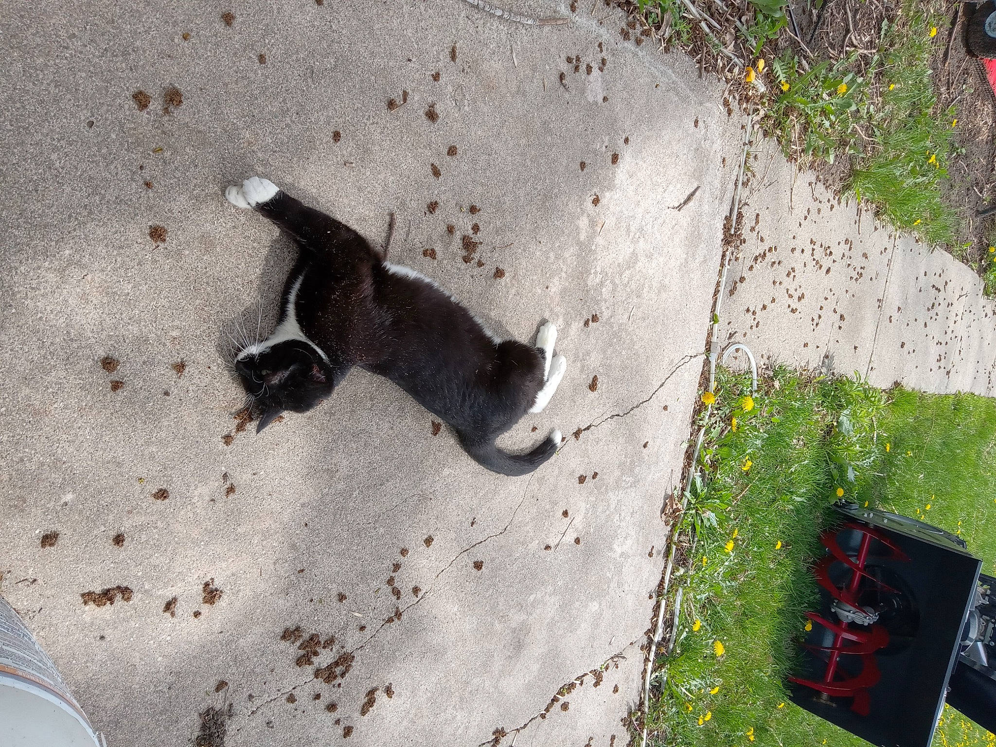 Luna joined the competition — help win amazing prizes! asphalt, carnivore, cat, concrete, dog_breed, felidae, flooring, grass, line, paw, plant, road, road_surface, shadow, sidewalk, small_to_medium_sized_cats, soil, tail, tar, wall