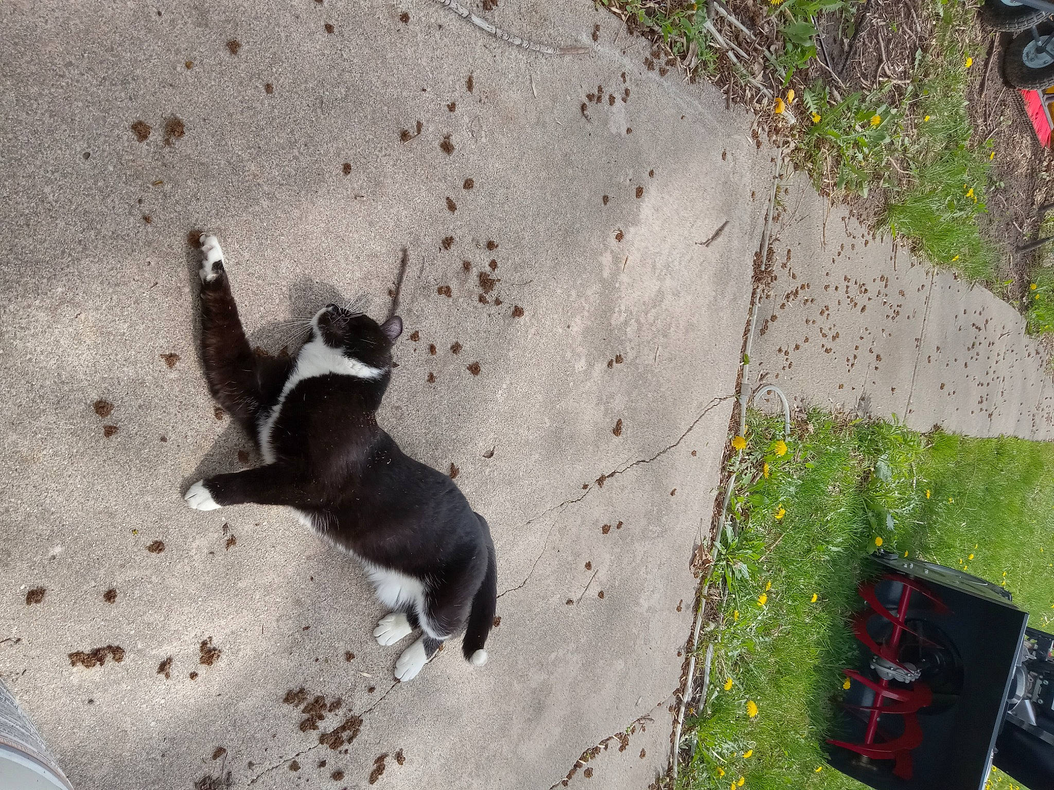 Luna is registered to the contest to win money with this photo: asphalt, carnivore, concrete, dog, dog_breed, fawn, felidae, flooring, grass, groundcover, paw, plant, road_surface, shadow, sidewalk, small_to_medium_sized_cats, soil, sporting_group, street_dog, tail