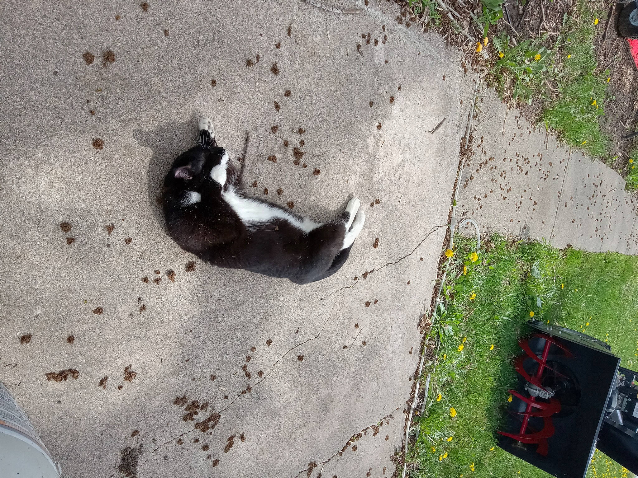 Luna joined the competition — help win amazing prizes! asphalt, carnivore, cat, concrete, felidae, flooring, foot, grass, line, paw, plant, recreation, road_surface, shadow, sidewalk, small_to_medium_sized_cats, soil, tail, terrestrial_animal, wall