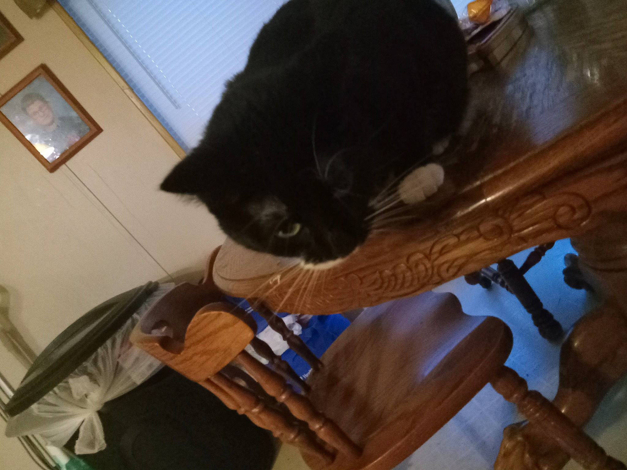 Luna joined the competition — help win amazing prizes! black_cat, bombay, carnivore, cat, comfort, domestic_short_haired_cat, felidae, fur, hardwood, picture_frame, room, small_to_medium_sized_cats, sporting_group, tail, whiskers, wood, wood_stain